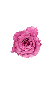 Breathless Rose in topdown view, premium Ecuadorian rose for export by Royal Flowers