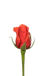 Nina Rose first stage of bloom, premium Ecuadorian rose for export by Royal Flowers