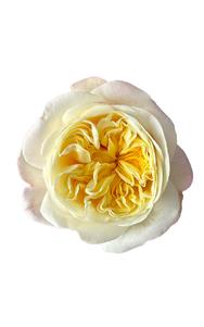 Fatima Gardens Rose in topdown view, premium Ecuadorian rose for export by Royal Flowers