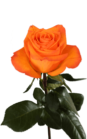 Joy Rose first stage of bloom, premium Ecuadorian rose for export by Royal Flowers