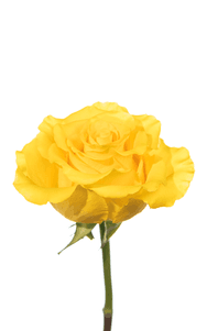 Regatta Rose third stage of bloom, premium Ecuadorian rose for export by Royal Flowers