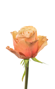 Kahala Rose first stage of bloom, premium Ecuadorian rose for export by Royal Flowers