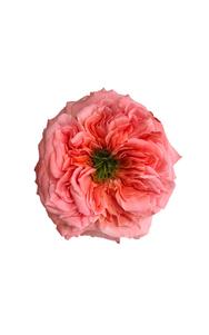 Mandarin X-Pression Rose in topdown view, premium Ecuadorian rose for export by Royal Flowers