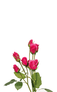 Hot Pink Folies Spray Rose first stage of bloom, premium Ecuadorian rose for export by Royal Flowers