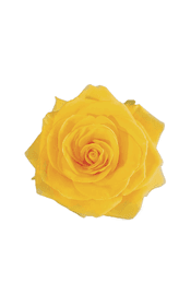 Summer Romance Rose in topdown view, premium Ecuadorian rose for export by Royal Flowers