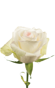 Alba Rose third stage of bloom, premium Ecuadorian rose for export by Royal Flowers