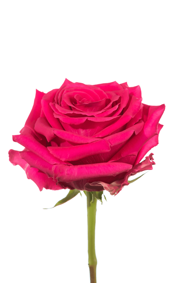 Full Monty Hot Pink Rose – Wholesale Roses | Royal Flowers