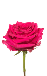 Full Monty Rose third stage of bloom, premium Ecuadorian rose for export by Royal Flowers