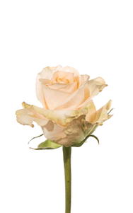 Tiffany Rose second stage of bloom, premium Ecuadorian rose for export by Royal Flowers