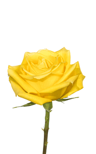 Bikini Rose first stage of bloom, premium Ecuadorian rose for export by Royal Flowers