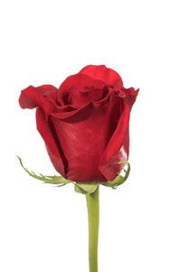 Freedom Rose first stage of bloom, premium Ecuadorian rose for export by Royal Flowers