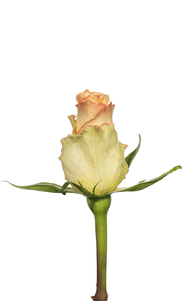 Alquimia Rose first stage of bloom, premium Ecuadorian rose for export by Royal Flowers