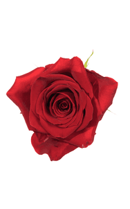 Freedom Rose in topdown view, premium Ecuadorian rose for export by Royal Flowers