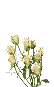Porcelina Spray Rose first stage of bloom, premium Ecuadorian rose for export by Royal Flowers