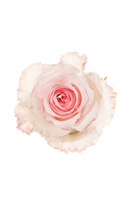 Mandala Rose in topdown view, premium Ecuadorian rose for export by Royal Flowers