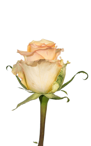 Alquimia Rose second stage of bloom, premium Ecuadorian rose for export by Royal Flowers