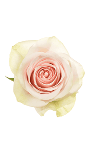 Frutteto Rose in topdown view, premium Ecuadorian rose for export by Royal Flowers