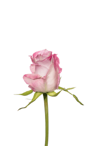 Purple Haze Rose first stage of bloom, premium Ecuadorian rose for export by Royal Flowers