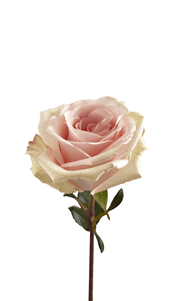 Pinky Promise Rose first stage of bloom, premium Ecuadorian rose for export by Royal Flowers