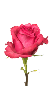 Lola Rose second stage of bloom, premium Ecuadorian rose for export by Royal Flowers