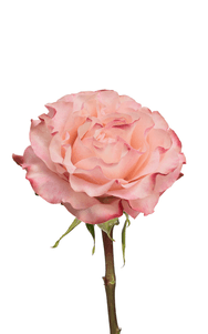 Country Candy Rose third stage of bloom, premium Ecuadorian rose for export by Royal Flowers