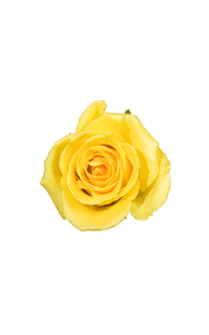 Idole Rose in topdown view, premium Ecuadorian rose for export by Royal Flowers