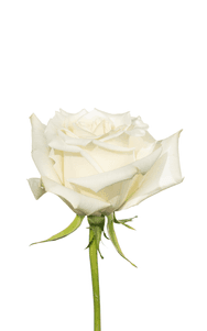 Escimo Rose first stage of bloom, premium Ecuadorian rose for export by Royal Flowers