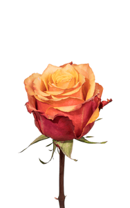 Cherry Brandy Rose third stage of bloom, premium Ecuadorian rose for export by Royal Flowers