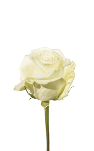 White Dove Rose first stage of bloom, premium Ecuadorian rose for export by Royal Flowers