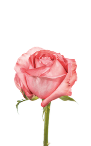 Pink X-Pression Rose first stage of bloom, premium Ecuadorian rose for export by Royal Flowers