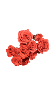 Coral Duchess Spray Rose in topdown view, premium Ecuadorian rose for export by Royal Flowers