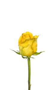 Bikini Rose second stage of bloom, premium Ecuadorian rose for export by Royal Flowers