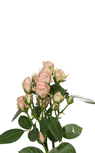 Pink Irishka Spray Rose first stage of bloom, premium Ecuadorian rose for export by Royal Flowers