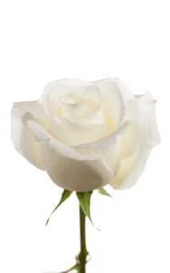 Akito Rose third stage of bloom, premium Ecuadorian rose for export by Royal Flowers