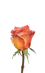 Free Spirit Rose second stage of bloom, premium Ecuadorian rose for export by Royal Flowers