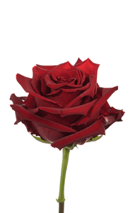 Explorer Rose third stage of bloom, premium Ecuadorian rose for export by Royal Flowers