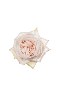White O´hara Rose in topdown view, premium Ecuadorian rose for export by Royal Flowers