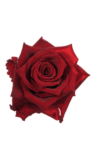 Explorer Rose in topdown view, premium Ecuadorian rose for export by Royal Flowers