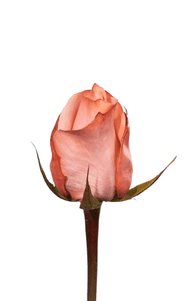 Be Sweet Rose first stage of bloom, premium Ecuadorian rose for export by Royal Flowers