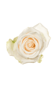 Vendela Rose in topdown view, premium Ecuadorian rose for export by Royal Flowers