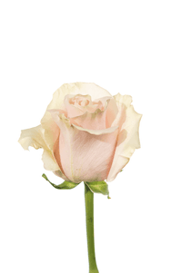 Pink Mondial Rose first stage of bloom, premium Ecuadorian rose for export by Royal Flowers