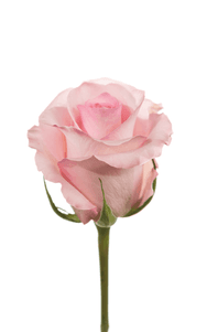 Christa Rose first stage of bloom, premium Ecuadorian rose for export by Royal Flowers