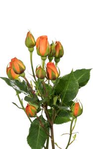 Orange Babe Spray Rose first stage of bloom, premium Ecuadorian rose for export by Royal Flowers