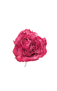 Country Blues Rose in topdown view, premium Ecuadorian rose for export by Royal Flowers