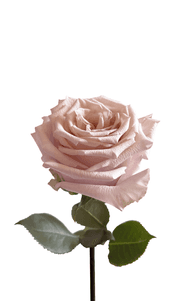 Nude Rose first stage of bloom, premium Ecuadorian rose for export by Royal Flowers