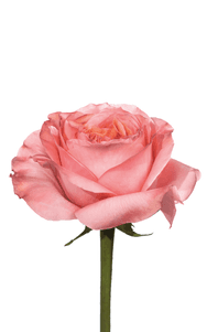 Candy X-Pression Rose third stage of bloom, premium Ecuadorian rose for export by Royal Flowers