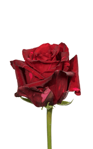 Red Panther Rose second stage of bloom, premium Ecuadorian rose for export by Royal Flowers