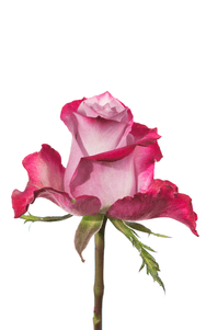 Deep Purple Rose second stage of bloom, premium Ecuadorian rose for export by Royal Flowers