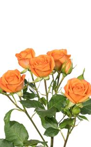 Orange Babe Spray Rose second stage of bloom, premium Ecuadorian rose for export by Royal Flowers