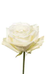 White Dove Rose third stage of bloom, premium Ecuadorian rose for export by Royal Flowers